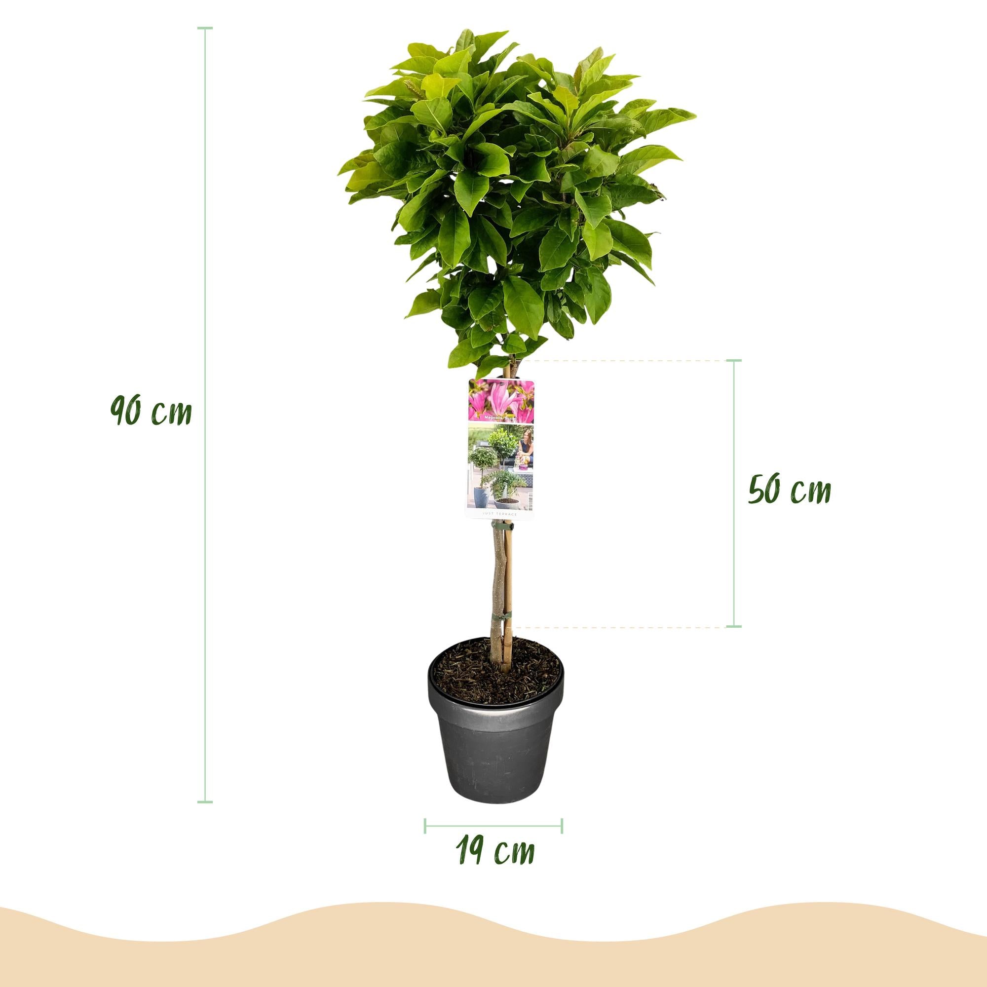 Plant op Stam - Magnolia Susan - Terras Plant - Bladverliezend - Winterhard - Roze Bloem - Pot 19cm Hoogte 90cm