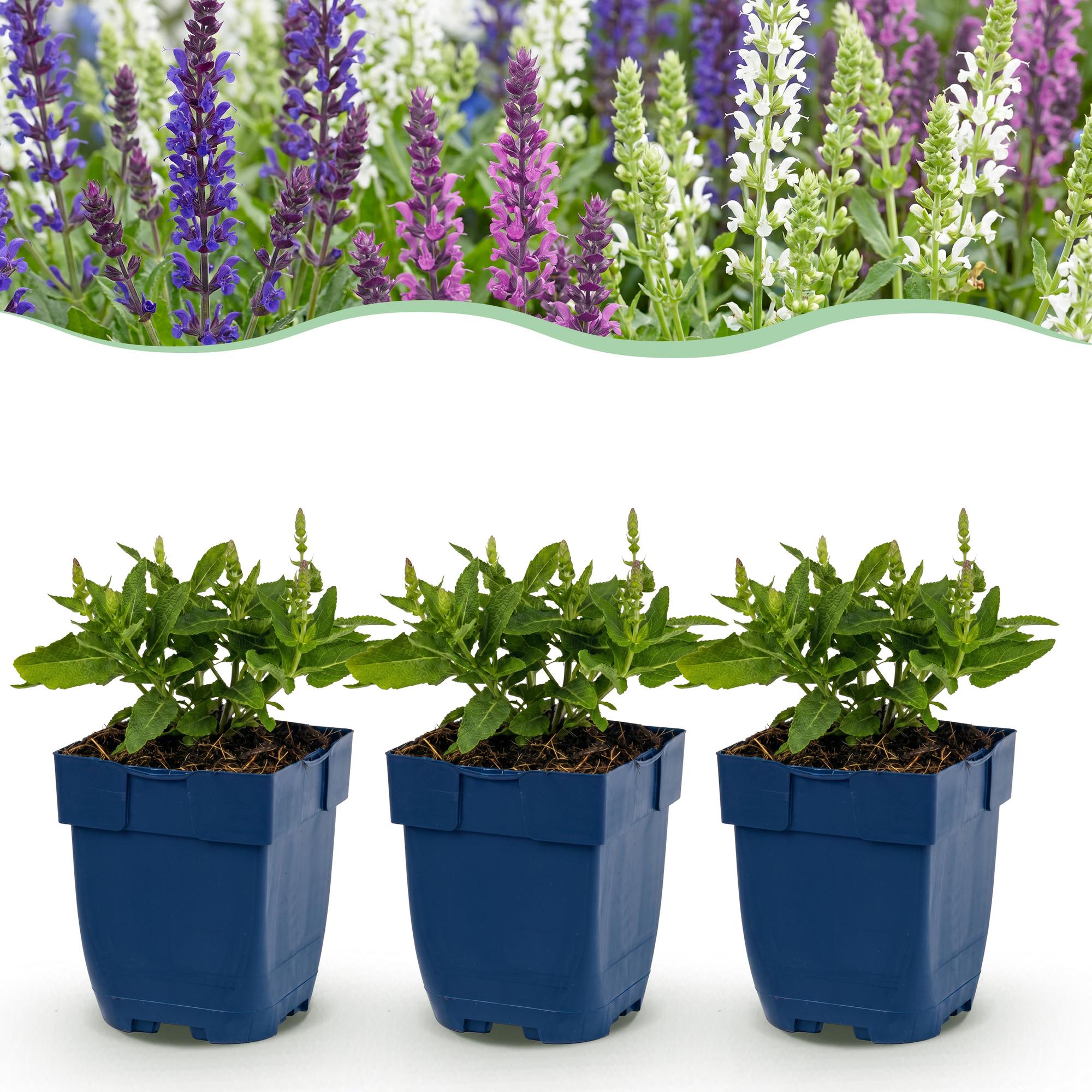 Vasteplant - Salvia Tricolour - Salie - Geurend - Paars - Roze - Wit - 6 Planten - Pot 11cm - Hoogte 15-25cm