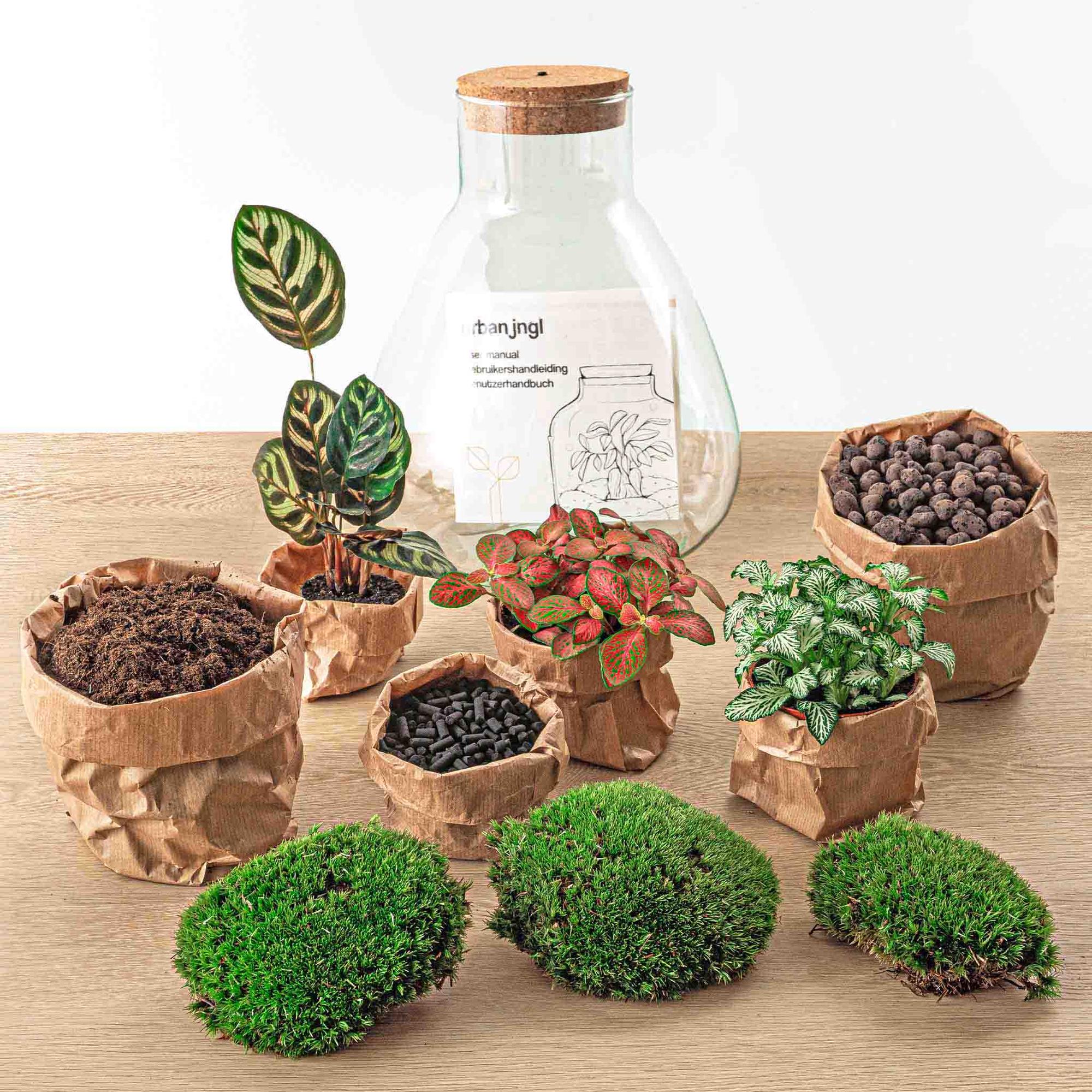 DIY Planten terrarium met licht - Sam Calathea - Ø 24,5 cm ↑ 30 cm - Rake + Shovel + Tweezer