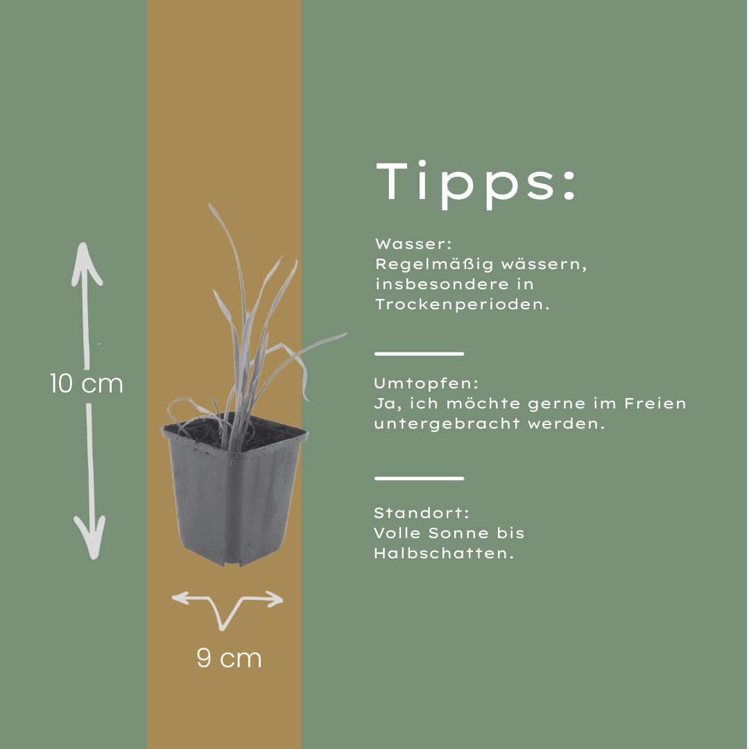 60x Hemerocallis 'Stella de Oro' - ↕10-25cm - Ø9cm