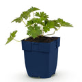 Vasteplant - Geranium 'Rozanne' - Ooievaarsbek - Bodembedekkend - Blauw - 1 Plant - Pot 11cm - Hoogte 15-25cm