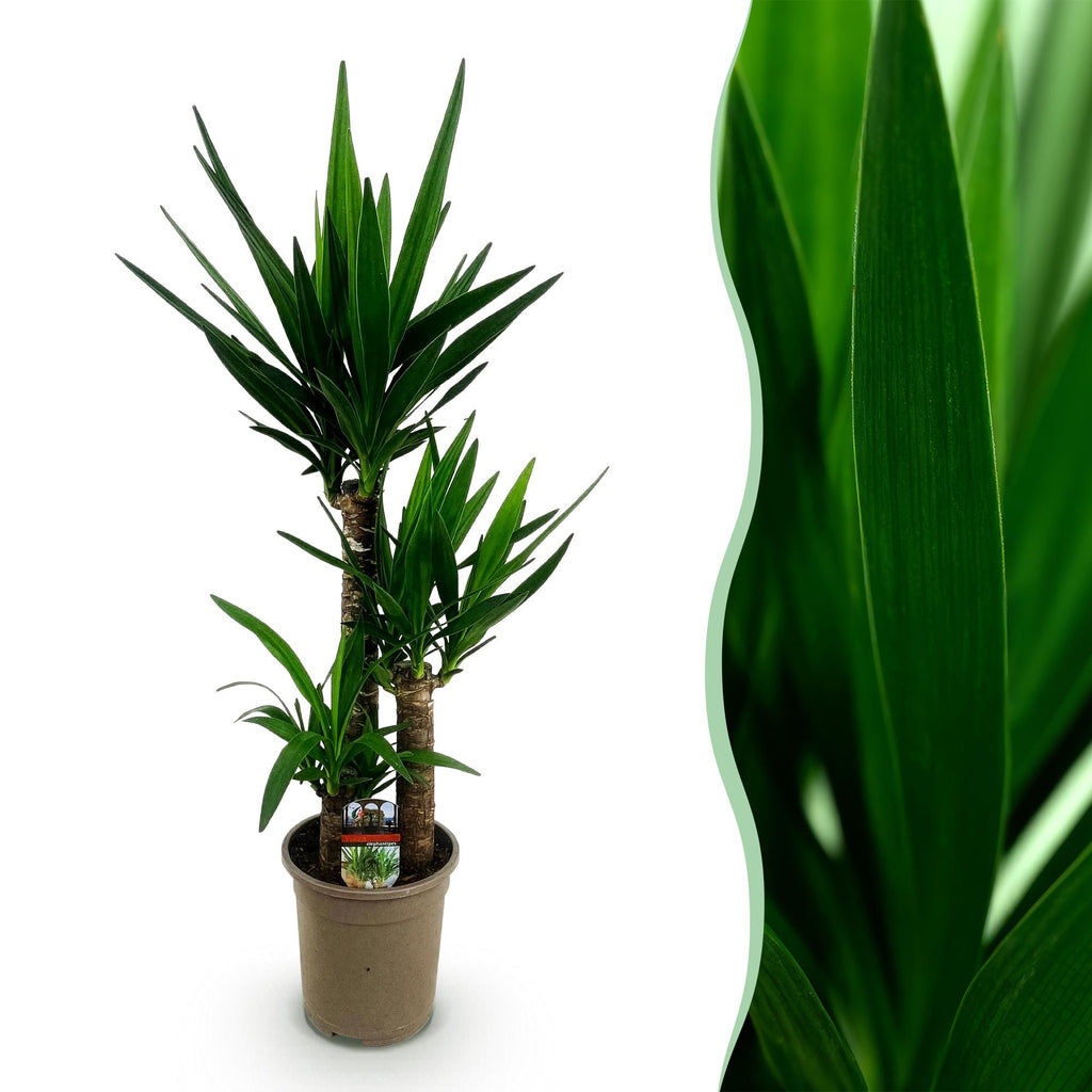Kamerplant - Yucca elephantipes - Yucca - Weinig onderhoud - Groen - 1 - Pot 21cm - Hoogte 100cm