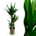 Kamerplant - Yucca elephantipes - Yucca - Weinig onderhoud - Groen - 1 - Pot 21cm - Hoogte 100cm