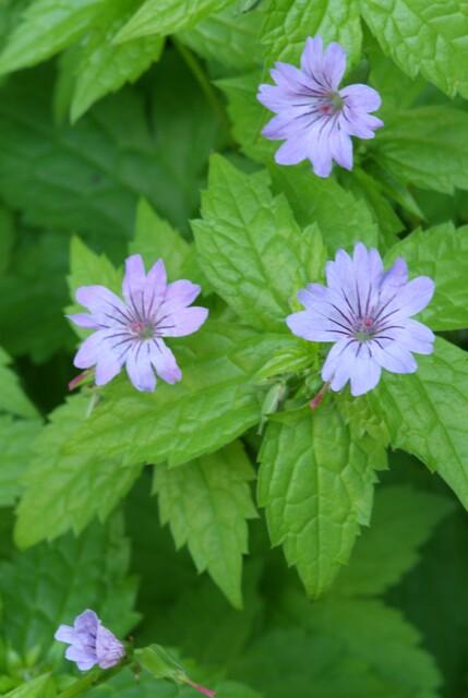 60x Geranium nodosum - ↕10-25cm - Ø9cm