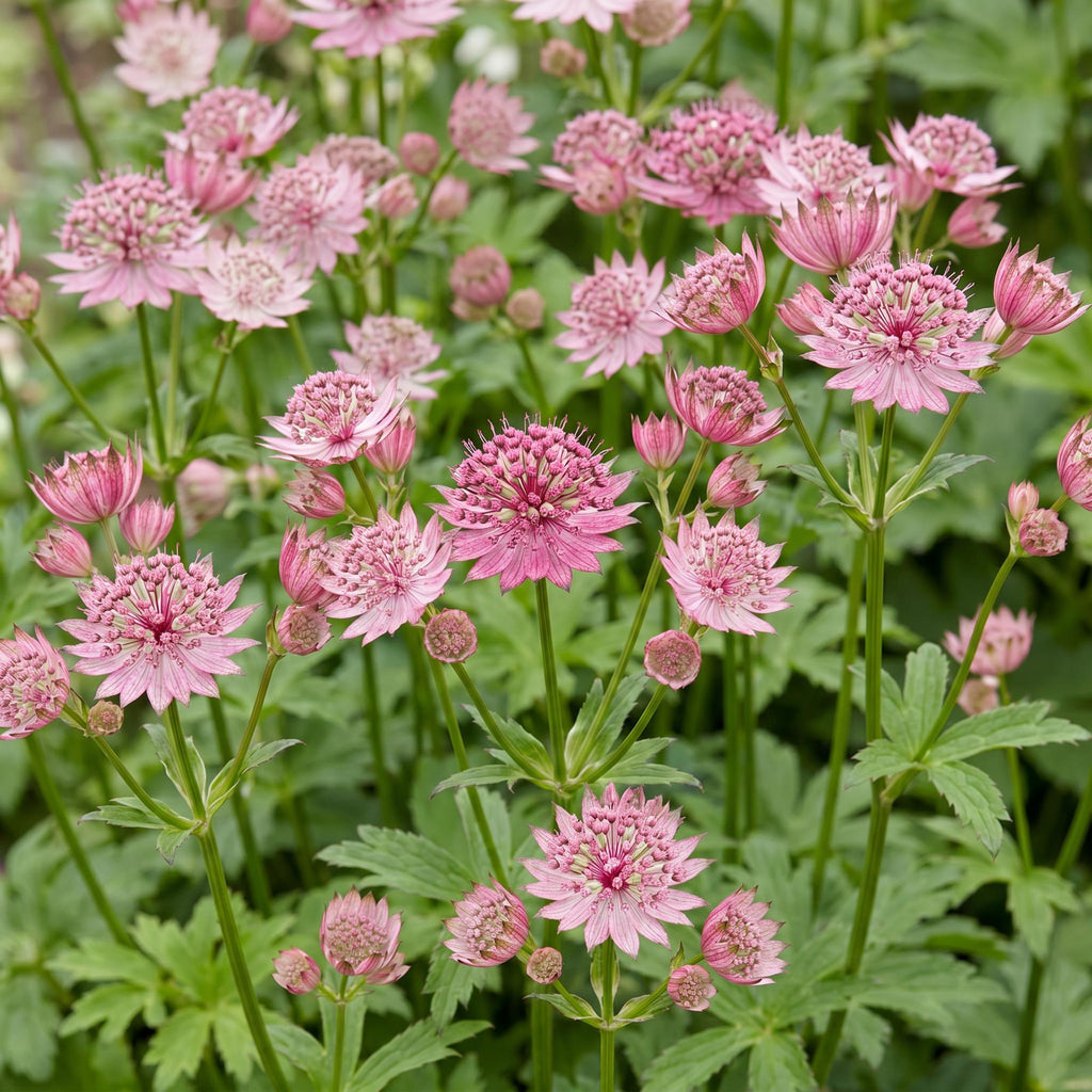 Vasteplant - Astrantia major - Sterrenkruid - Schaduw - Wit-Roze - 1 Plant - Pot 11cm - Hoogte 15-25cm