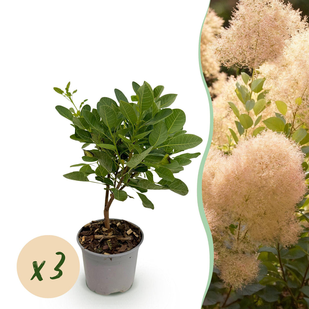 Tuinplant - Cotinus coggyria Young Lady - Groen 3 Planten - Bladverliezend - Weinig Onderhoud - Pot 12cm Hoogte 35cm