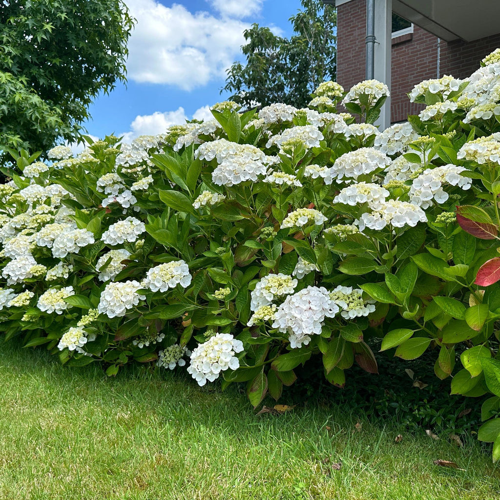 Hortensia - Hydrangea macrophylla Blue - Bloem Wit - 1 Plant - Bladverliezend - Weinig Onderhoud - Pot 17cm Hoogte 30cm