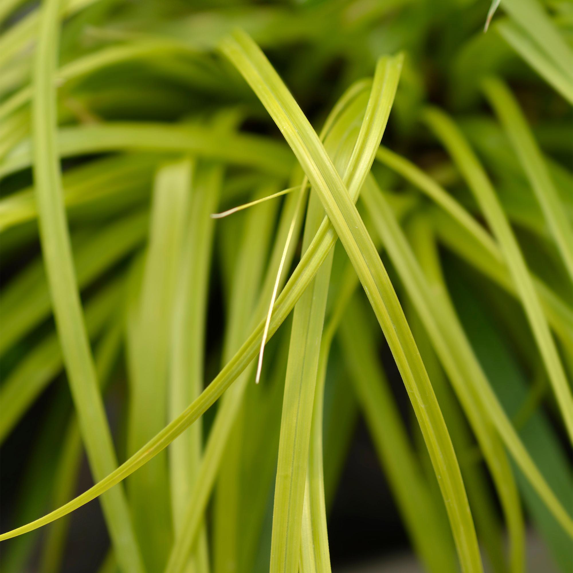 Siergrassen -  Carex oshimensis Everillo - Geel - 2 Planten - Bladhoudend - Weinig Onderhoud - Pot 17cm Hoogte 50cm