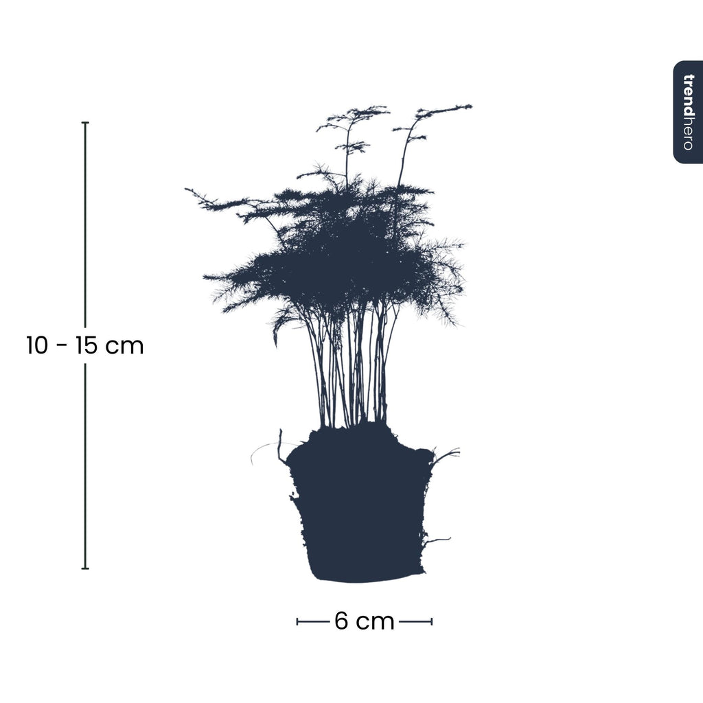 Asparagus Setaceuse Plumosus – Sierasperge - Terrarium plant - Potmaat 6