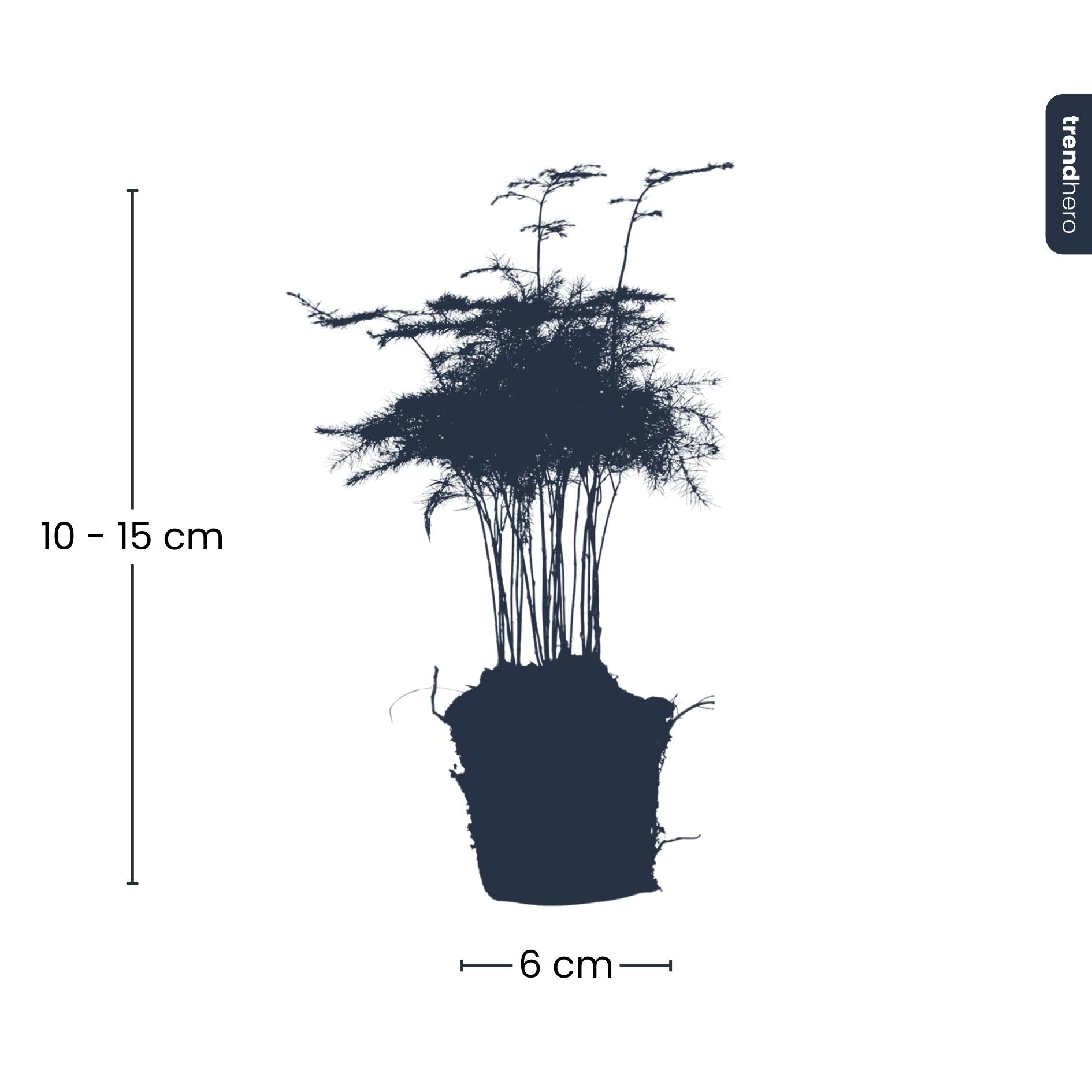 Asparagus Setaceuse Plumosus – Sierasperge - Terrarium plant - Potmaat 6