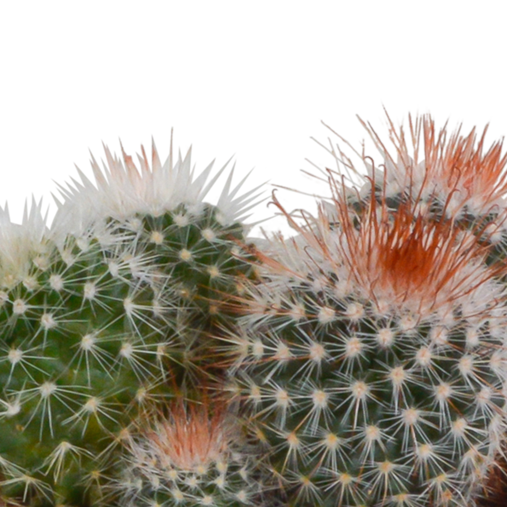 Bolcactus mix 8,5 cm | 3 stuks - in terracotta pot