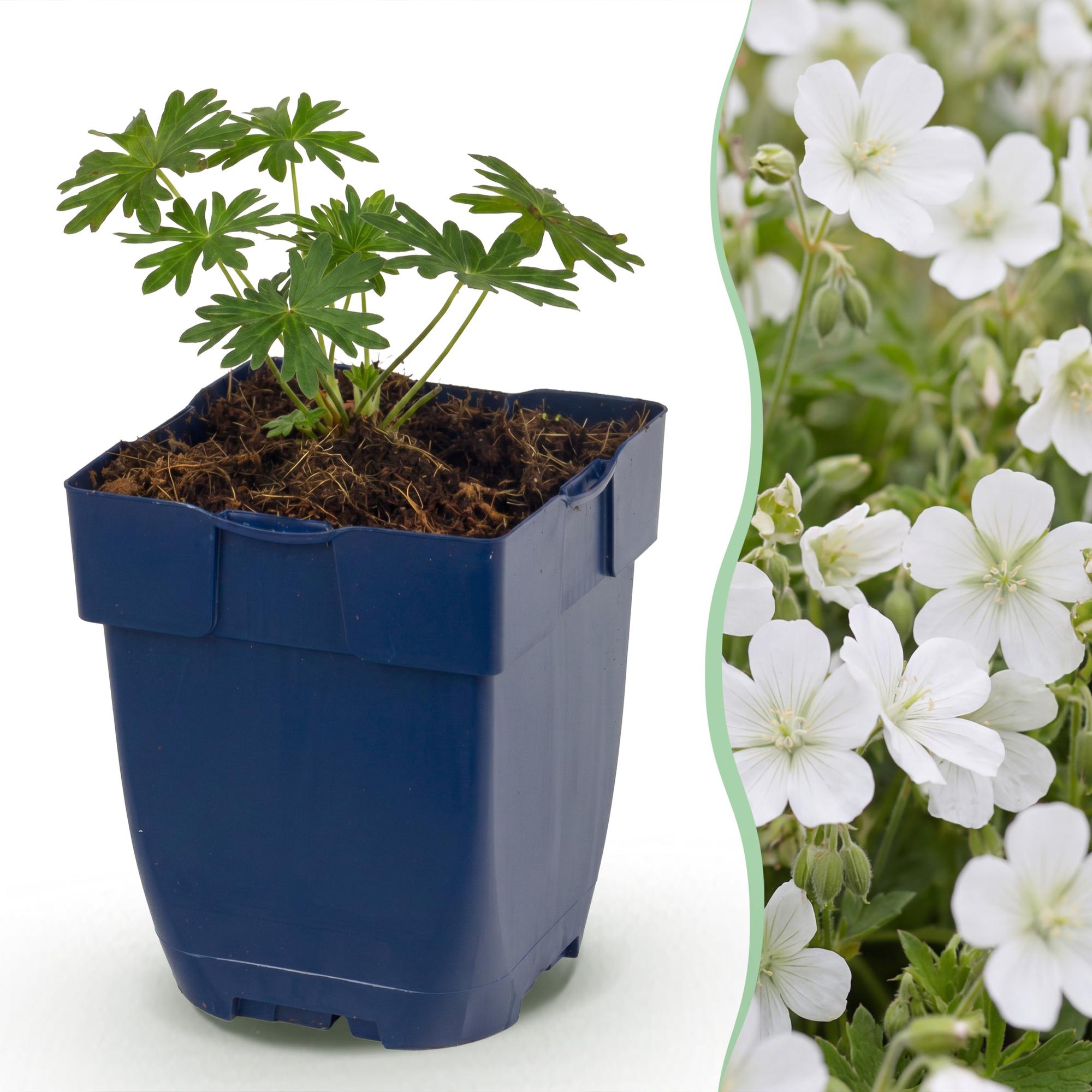Vasteplant - Geranium sang. Album - Ooievaarsbek - Bodembedekkend - Wit - 6 Planten - Pot 11cm - Hoogte 15-25cm
