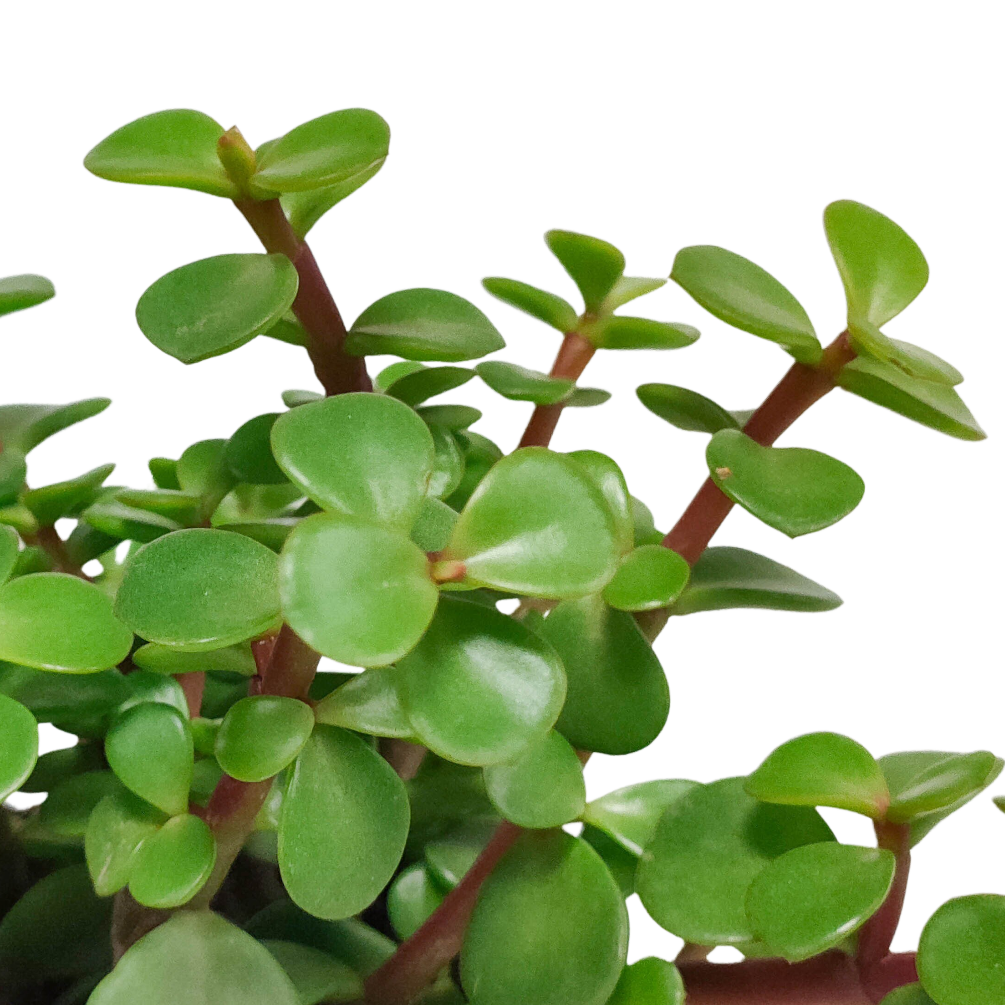 Portulacaria afra - in witte pot