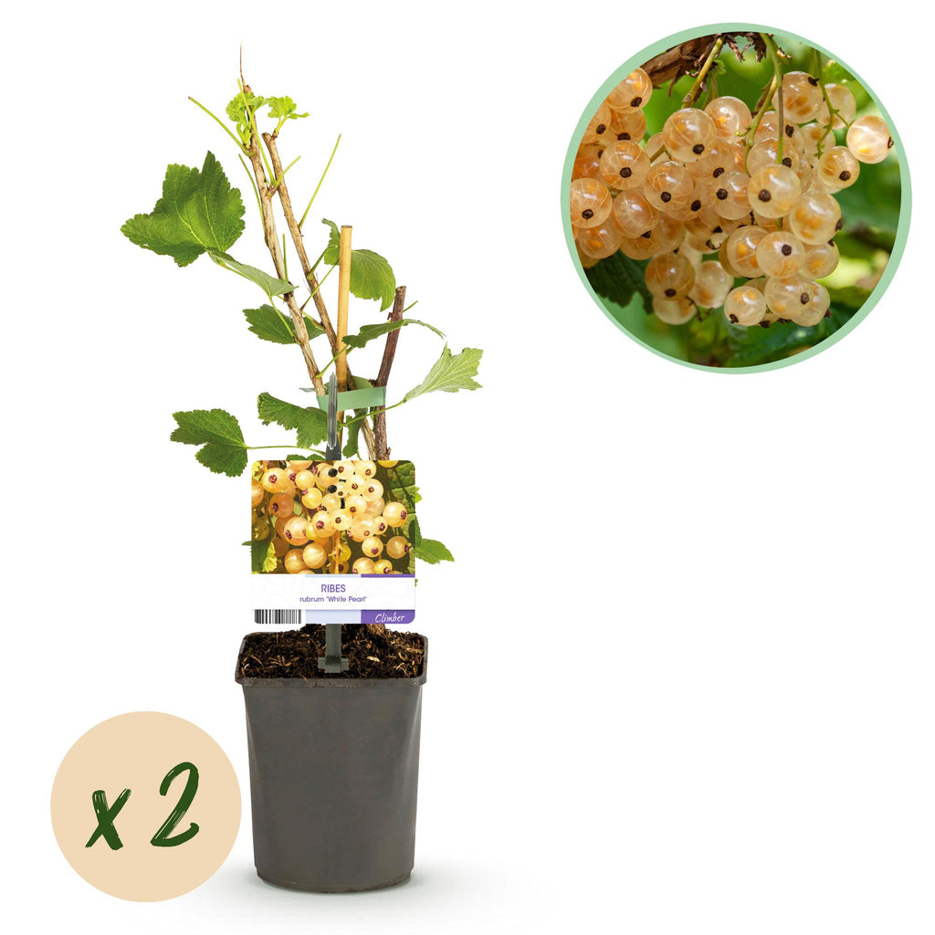 Fruitplant - Aalbes - Ribes rubrum White Pearl - Witte Bes - 2 planten -  Pot 11cm Hoogte 40cm