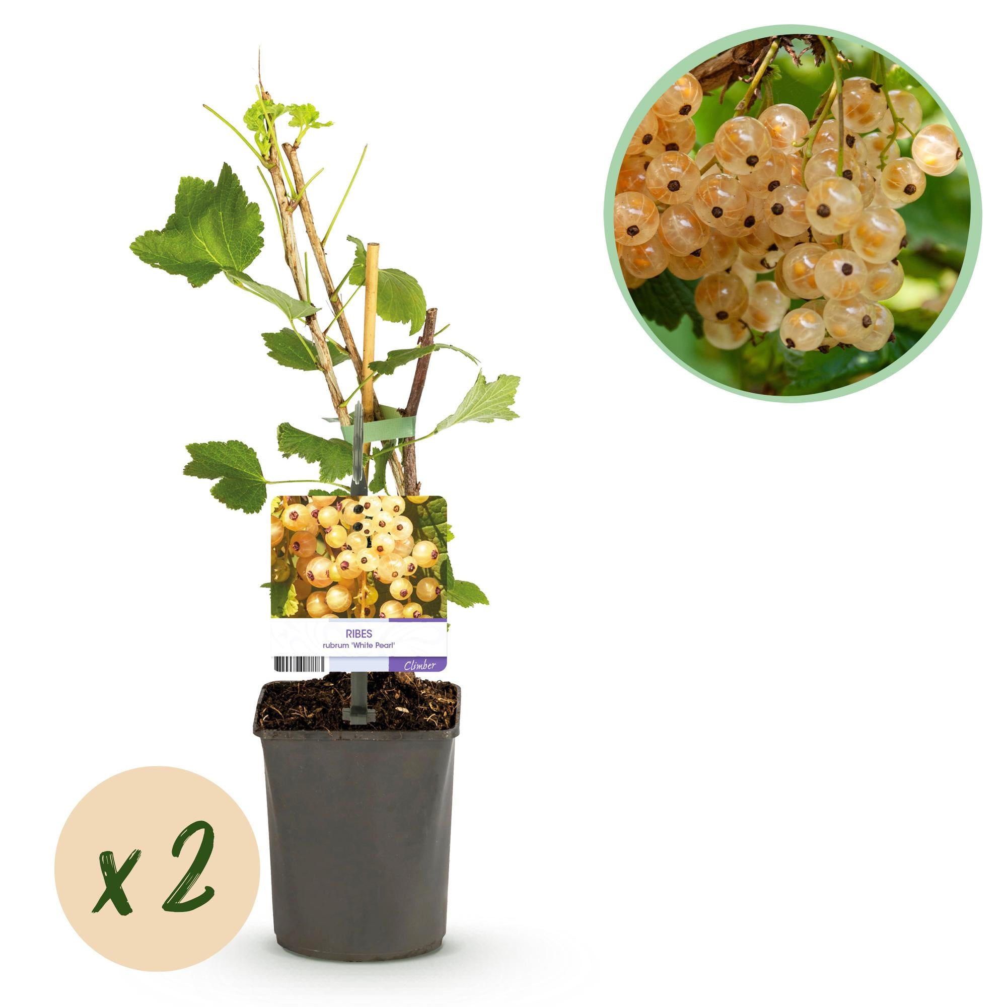 Fruitplant - Aalbes - Ribes rubrum White Pearl - Witte Bes - 2 planten -  Pot 11cm Hoogte 40cm