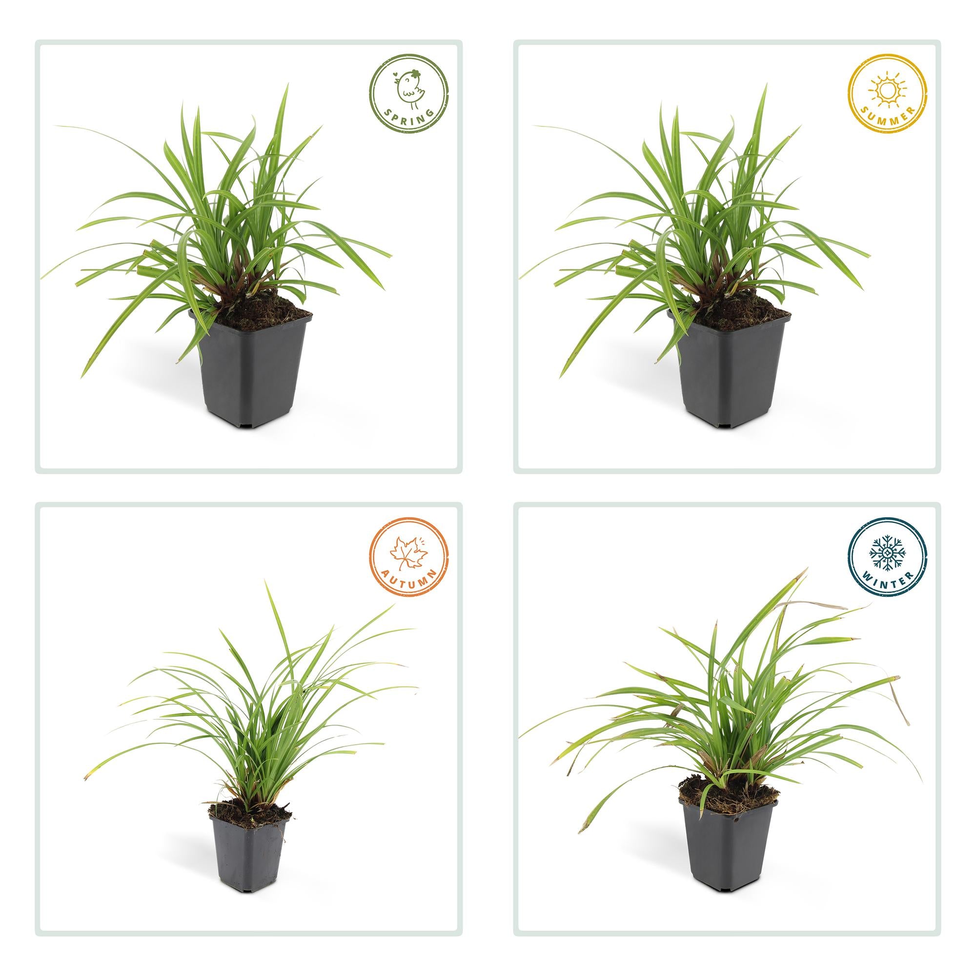 24x Carex morrowii 'Irish Green' - ↕10-25cm - Ø9cm