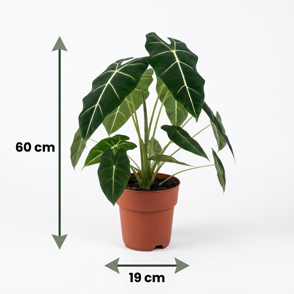 Kamerplant - Olifantsoor - Alocasia Frydek - Groen - Weinig onderhoud - 1 Plant - Pot 19cm - Hoogte 60cm