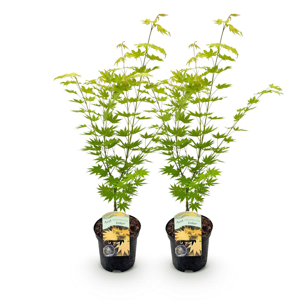 Terrasplant - Japanse Esdoorn - Acer palmatum Jordan - Geel - 2 Planten - Bladverliezend - Pot 19cm Hoogte 70cm