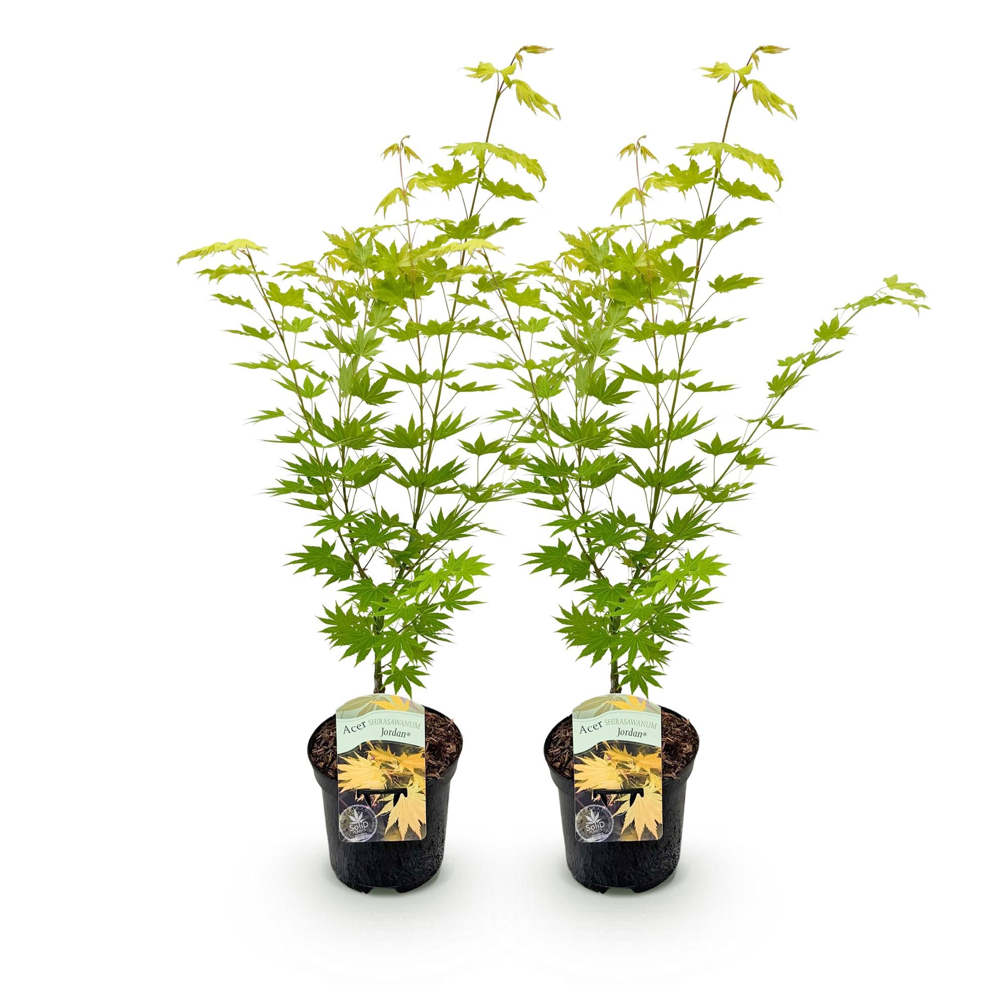 Terrasplant - Japanse Esdoorn - Acer palmatum Jordan - Geel - 2 Planten - Bladverliezend - Pot 19cm Hoogte 70cm