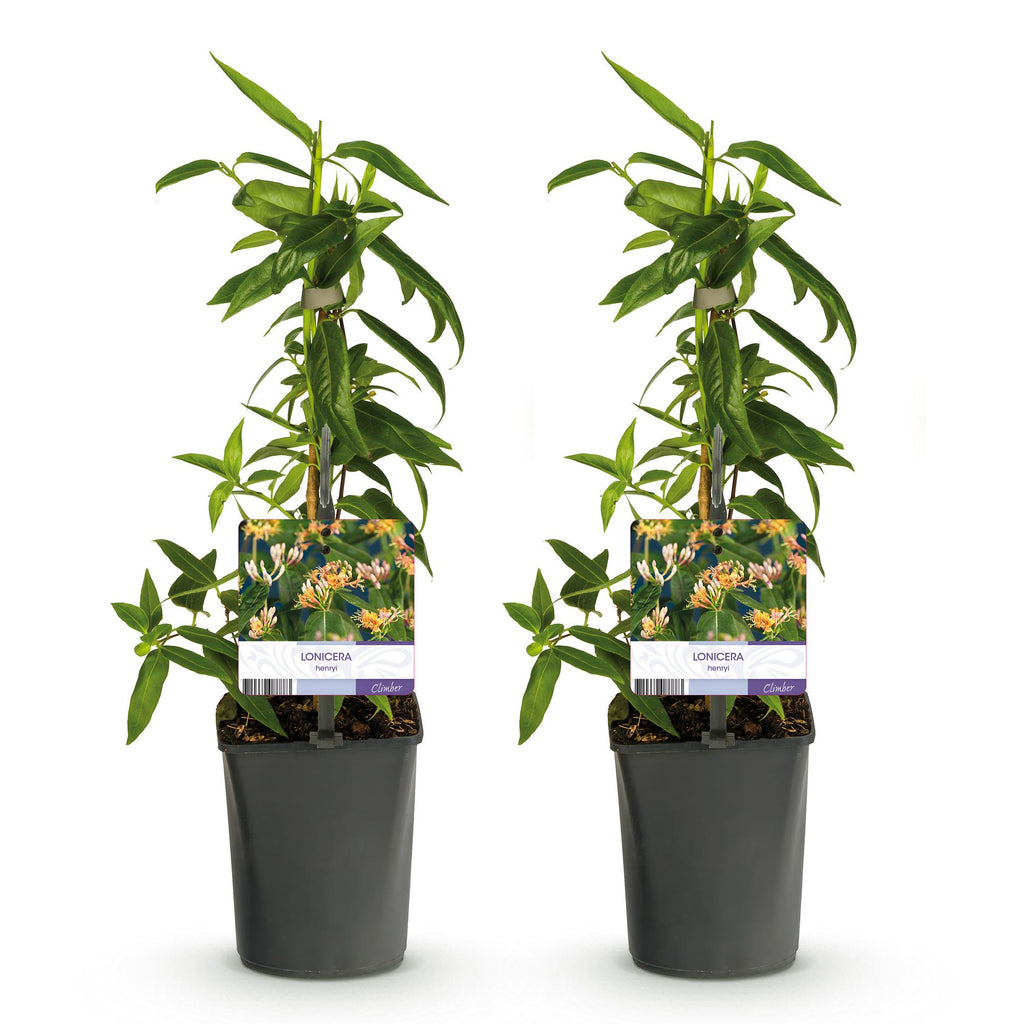 Kamperfoelie - Lonicera henryi - Bloem Roze - Weinig onderhoud - 2 planten - Pot 11cm Hoogte 40cm