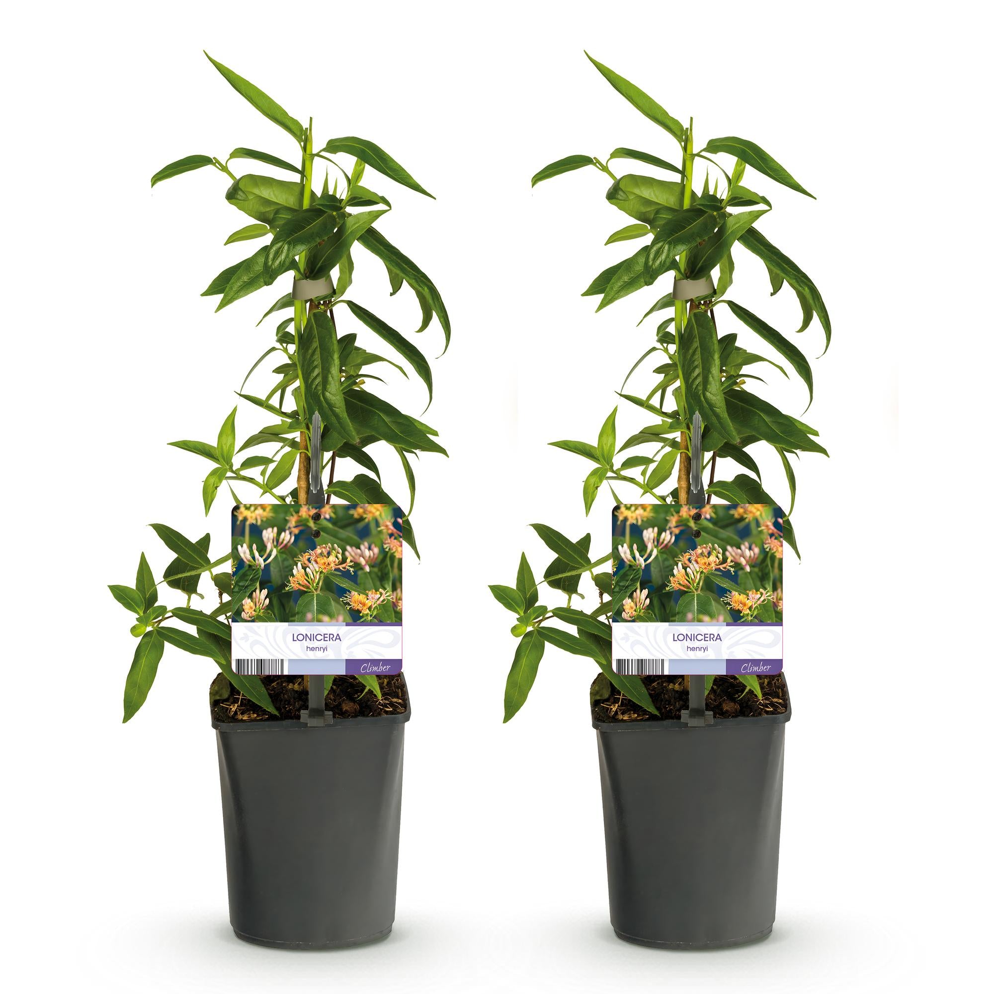 Kamperfoelie - Lonicera henryi - Bloem Roze - Weinig onderhoud - 2 planten - Pot 11cm Hoogte 40cm