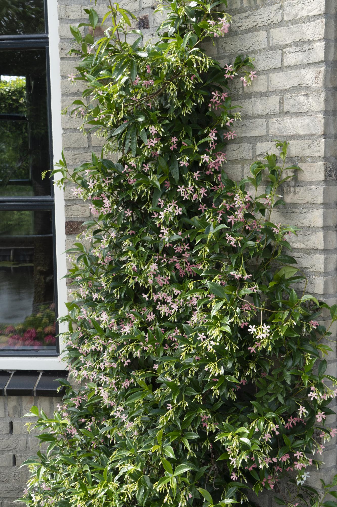 Trachelospermum 'Star of Ibiza' - Toscaanse Jasmijn Roze - Ø15cm - ↕65cm