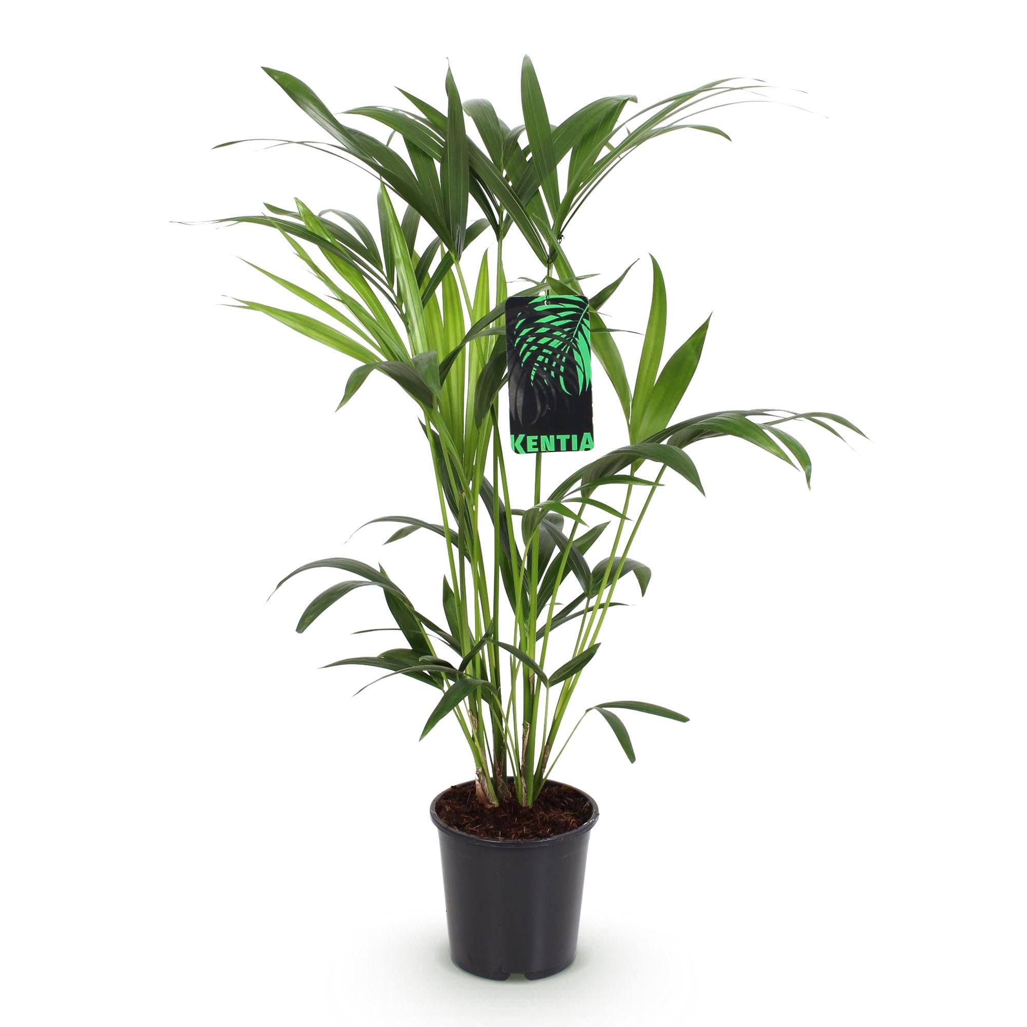 Kamerplant - Howea Forsteriana - Kentia Palm - Weinig Onderhoud - Groen - 1 plant - Pot 19cm - Hoogte 80-85cm