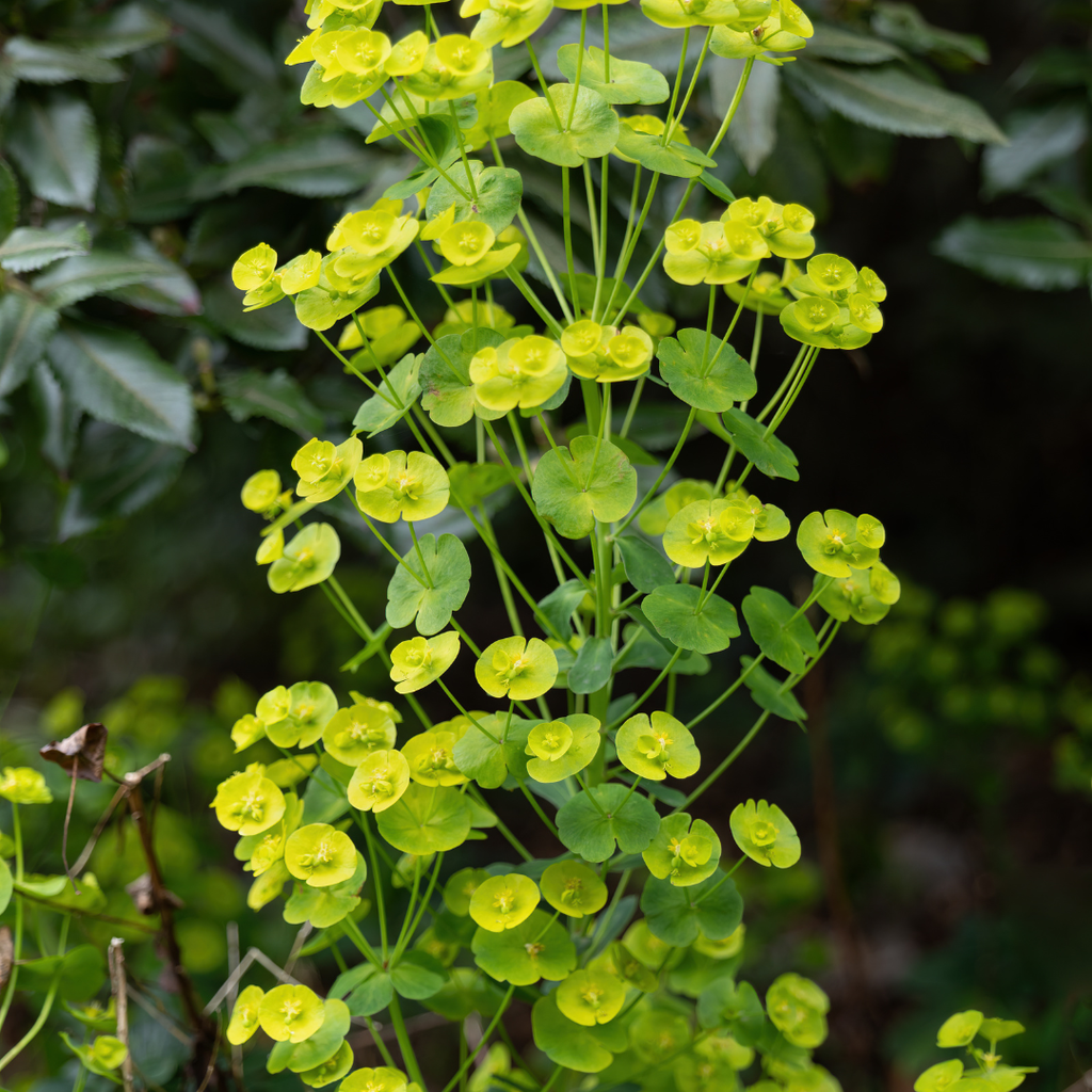 48x Euphorbia amygdal. robbiae - ↕10-25cm - Ø9cm