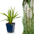 Vasteplant - Liatris spicata Alba - Lampenkruid - Bijen- en vlinderlokkers - Wit - 24 Planten - Pot 11cm - Hoogte 15-25cm