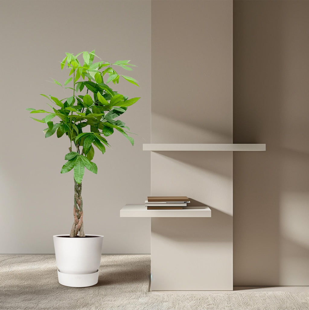 Pachira Aquatica - 100cm - ø21cm