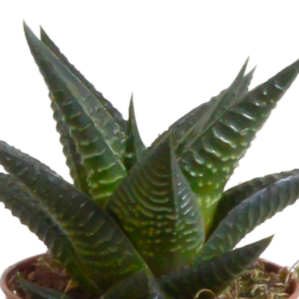 Gasteria/Haworthia mix 5,5cm - 5x - in Mexicaanse pot