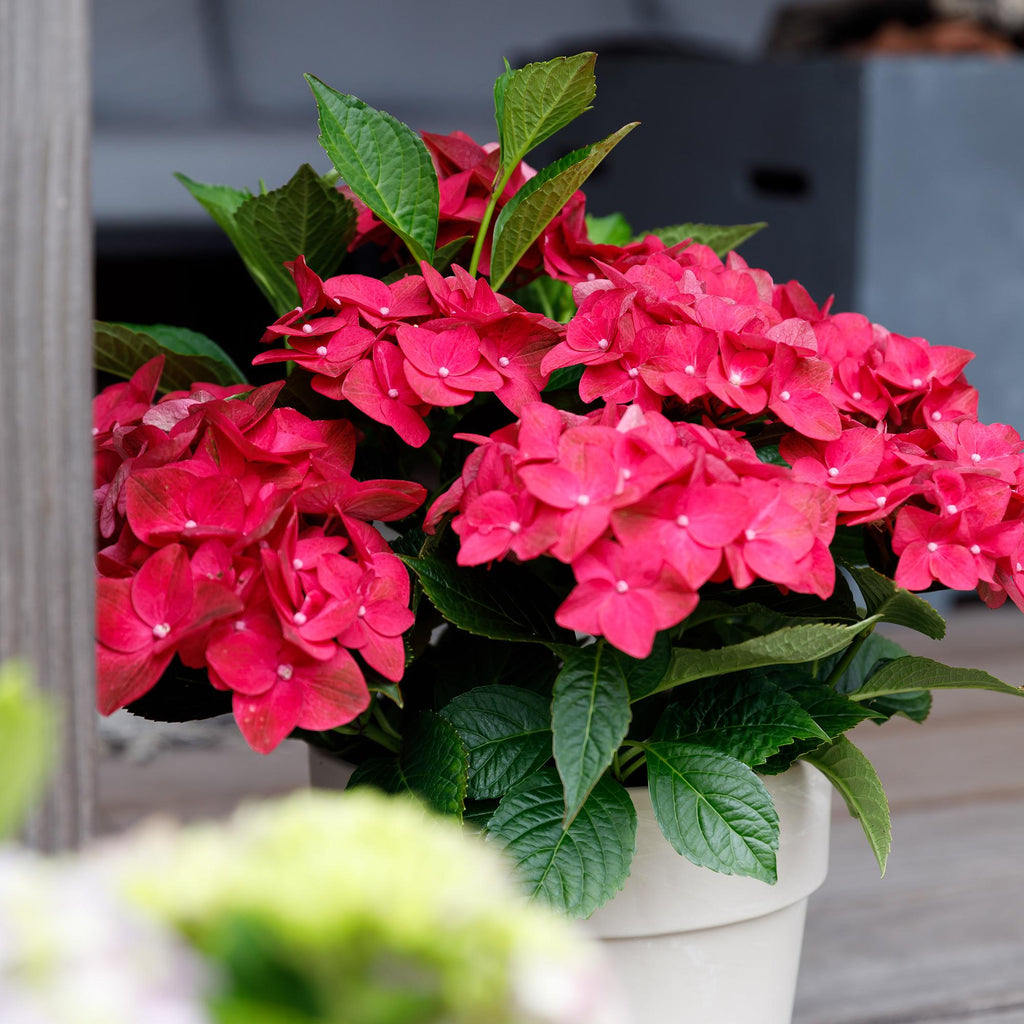 Terrasplant - Hortensia - Hydrangea Magical Teusday & Saphire - Rood - 6-10 Bloemen - Pot 23cm Hoogte 55cm