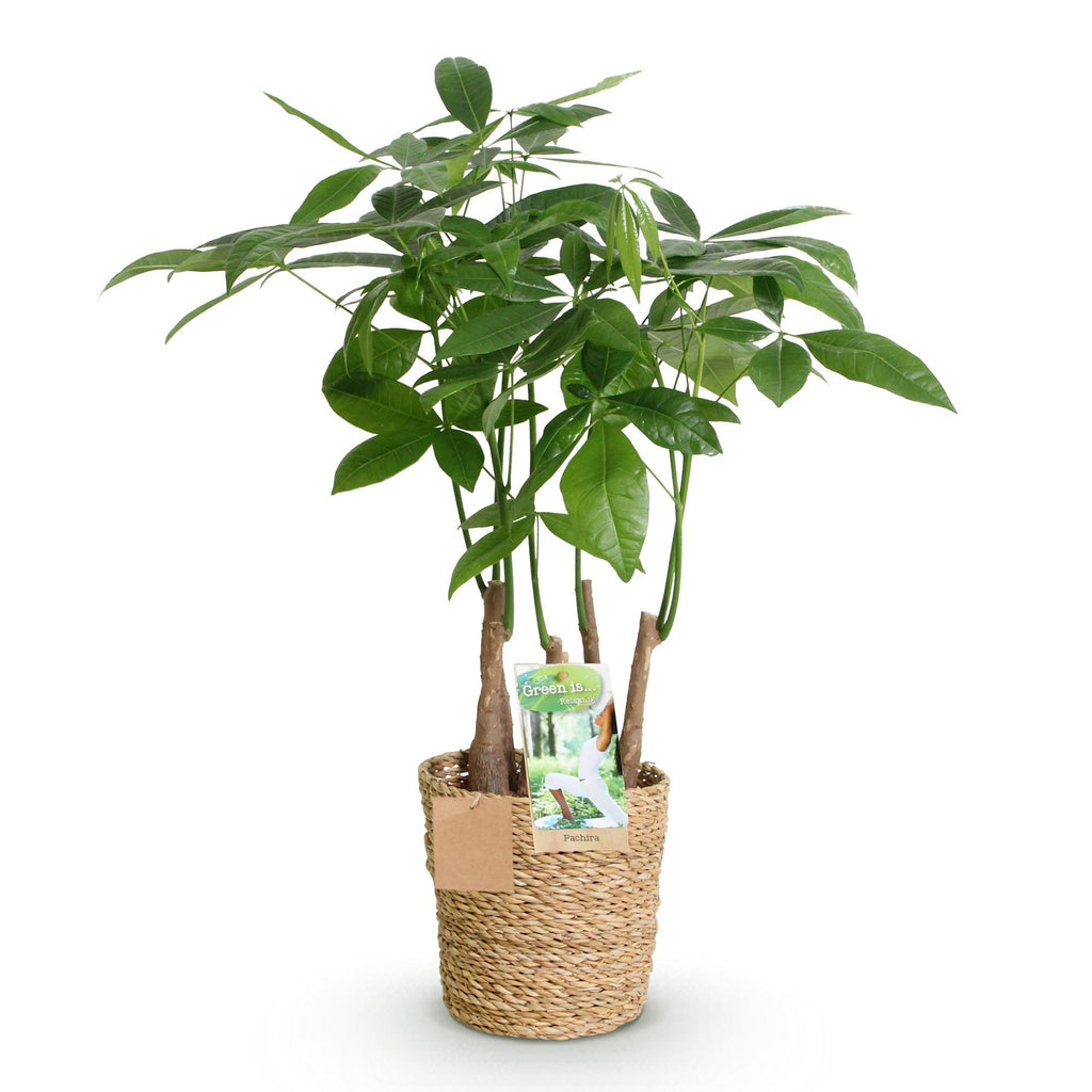 Green is... Kamerplanten - Pachira Aquatica multi stam - Geldboom - Weinig onderhoud - met mand - Groen - 1 Plant - Pot 17cm - Hoogte 50-55cm