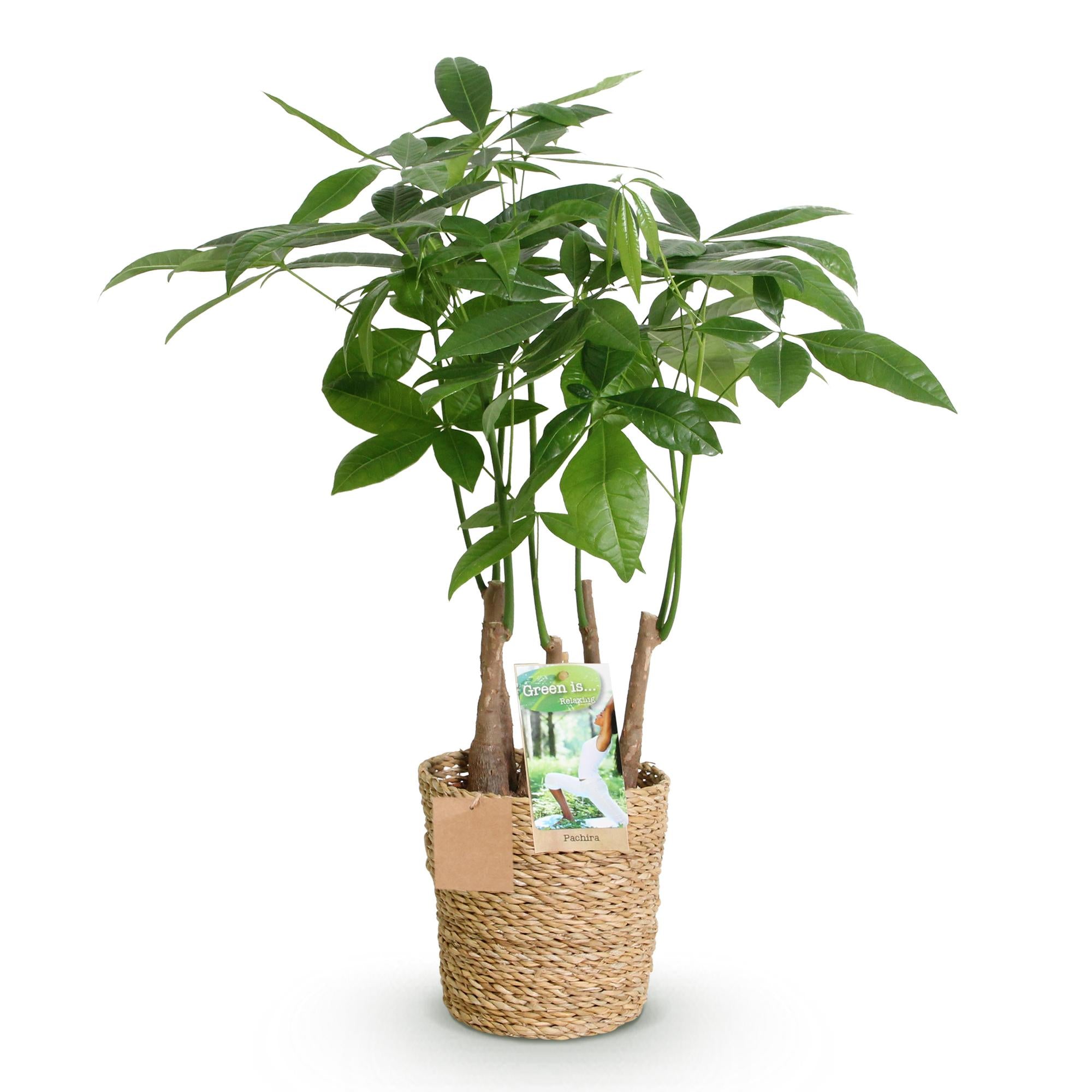 Green is... Kamerplanten - Pachira Aquatica multi stam - Geldboom - Weinig onderhoud - met mand - Groen - 1 Plant - Pot 17cm - Hoogte 50-55cm