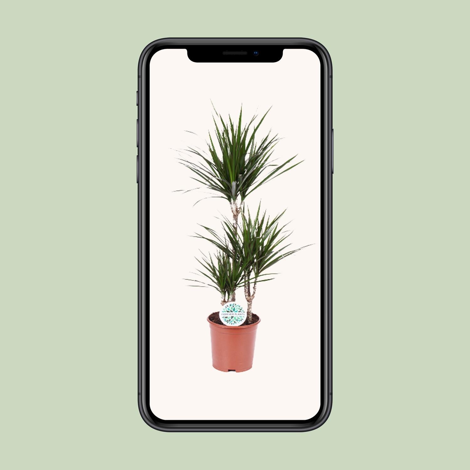 Dracaena Marginata - Ø21cm - ↕115cm