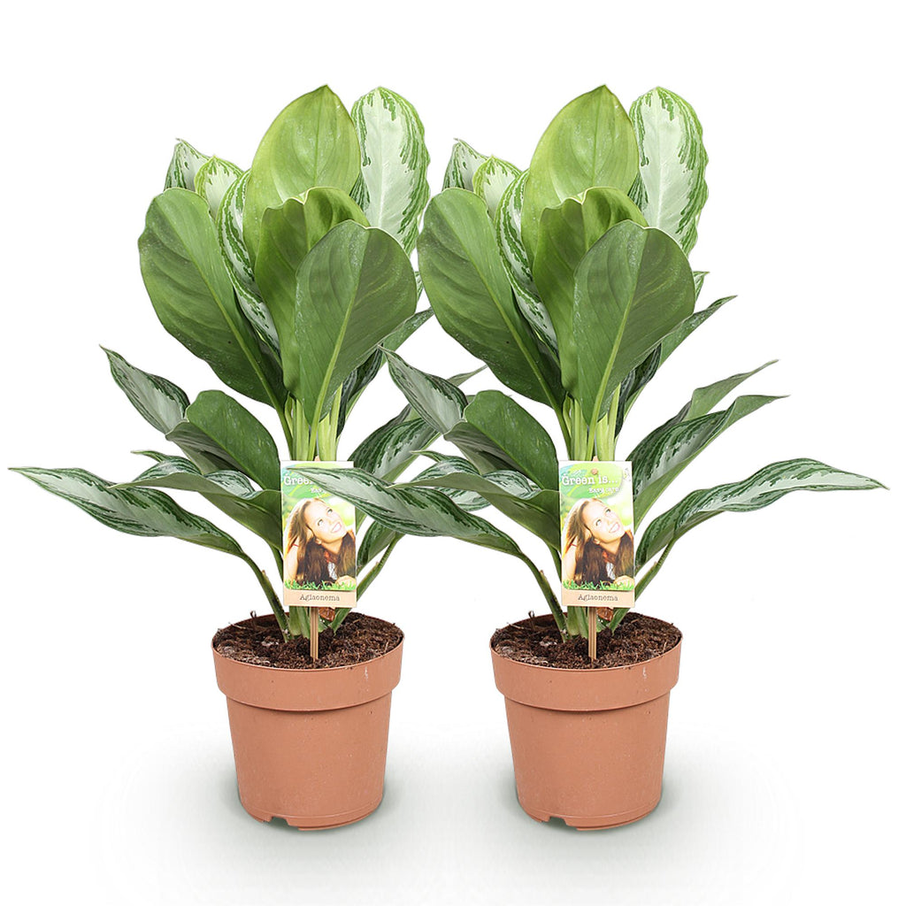 Green is... Kamerplanten - Aglaonema Silver Bay - Zilverblad - Weinig onderhoud - Groen - 2 Planten - Pot 17cm - Hoogte 70-75cm