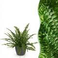 Kamerplant - Nephrolepsis exaltata Green Lady - Varen - Huisdiervriendelijke Plant - Groen - 1 Plant - met Potter Grijs - Pot 12cm - Hoogte 25cm