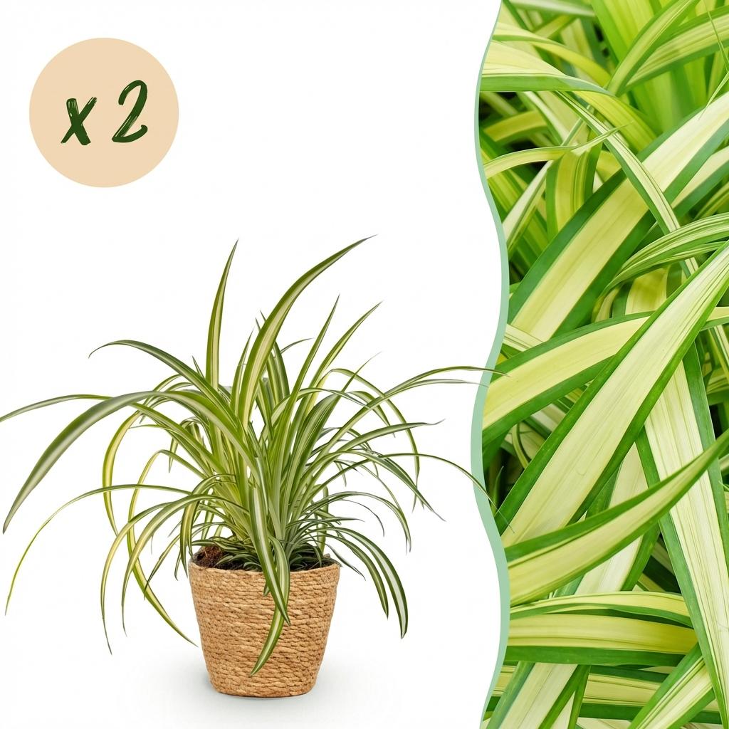 Kamerplant - Chlorophytum comosum Variegatum - Bonte Graslelie - Huisdiervriendelijke Plant - Groen - 2 Planten - met Mand - Pot 12cm - Hoogte 20cm