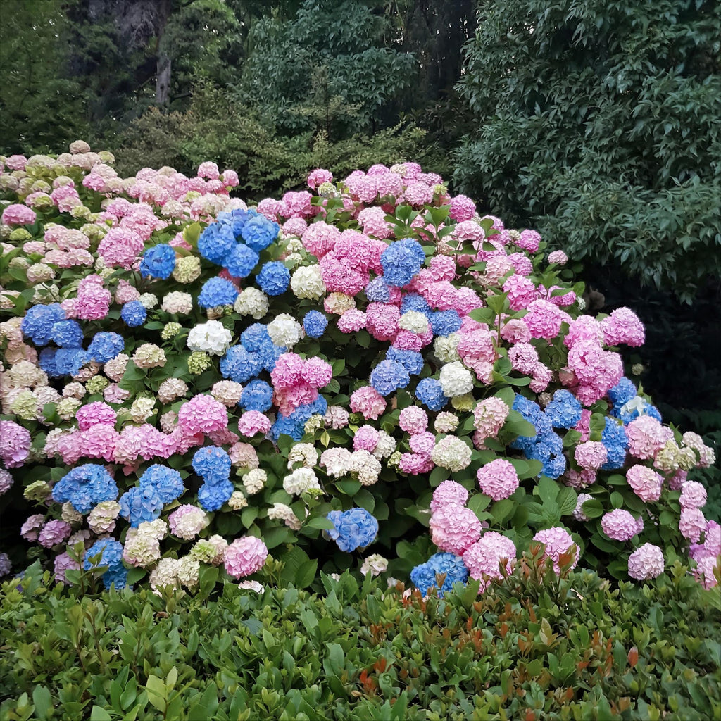 Tuinplant - Hydrangea macrophylla Tricolour - Hortensia - Winterhard - Roze-Blauw-Wit - 3 Planten - Pot 12cm - Hoogte Hoogte 20-30cm