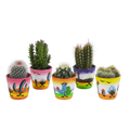 Cactus mix 5.5 cm - 5x - in Mexicaanse pot