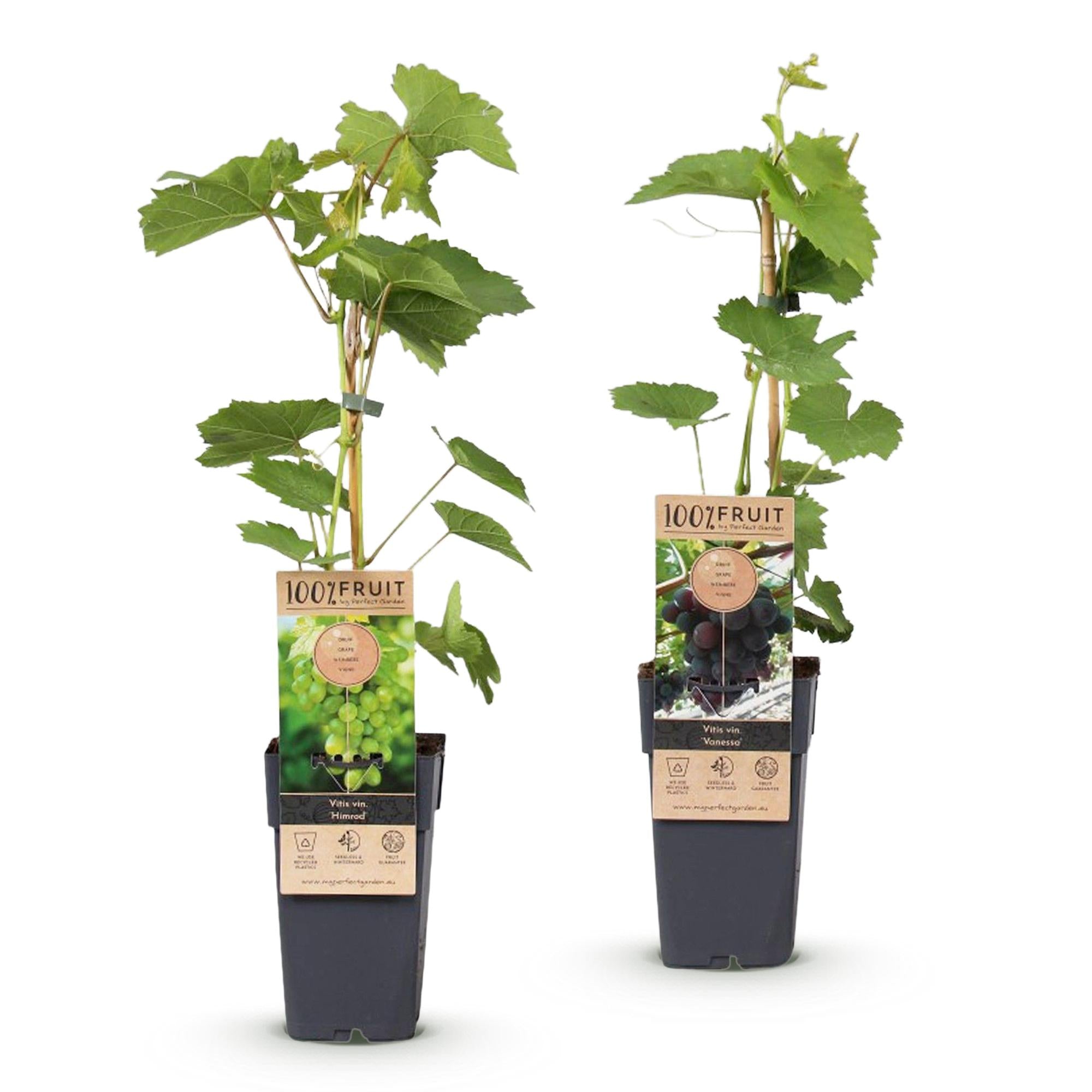 Fruitplant - Vitis vinifera Himrod - Vanessa - Druivenplant - Pitarm - Blauw & Witte Druif - 2 Planten - Pot 15cm - Hoogte 50cm