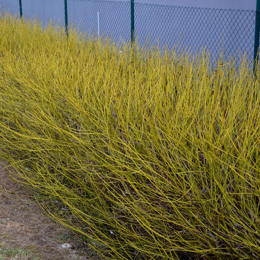 Heesters - Cornus alba Flaviramea - Groene Takken - 1 Plant - Bladverliezend - Weinig Onderhoud - Pot 17cm Hoogte 45cm