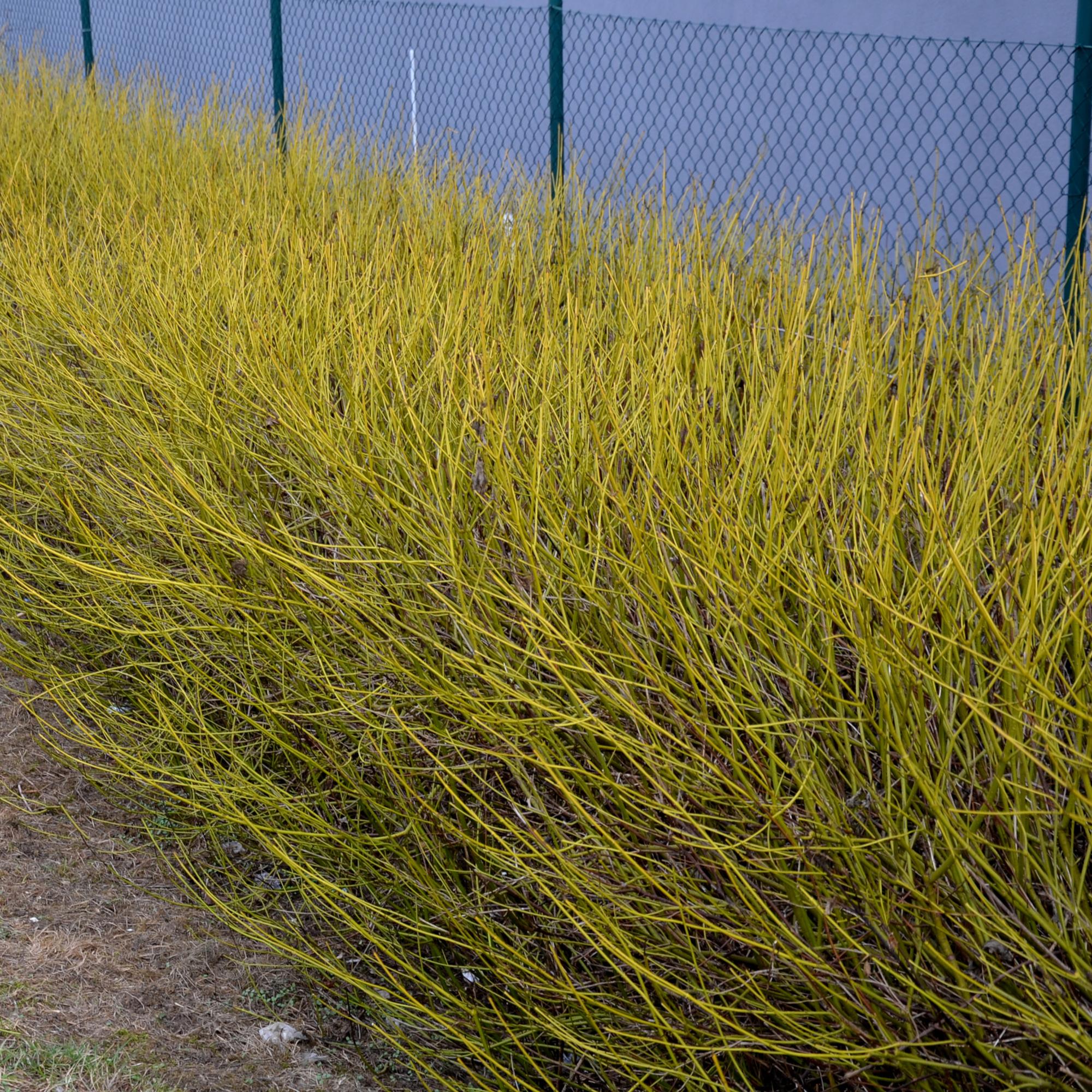 Heesters - Cornus alba Flaviramea - Groene Takken - 1 Plant - Bladverliezend - Weinig Onderhoud - Pot 17cm Hoogte 45cm