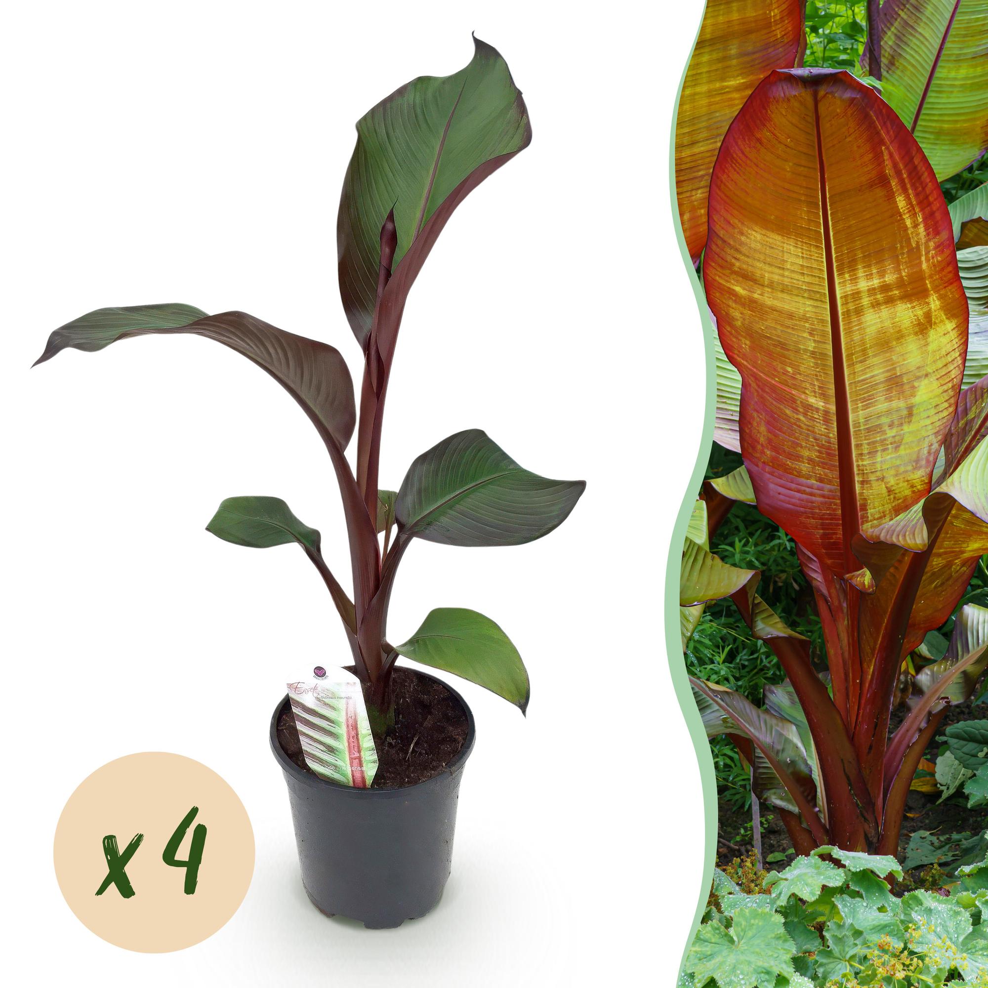Fruitplant - Bananen plant - Ensete ventricosum Maurelli - Winterhard - 4 planten - Pot 17cm Hoogte 40cm