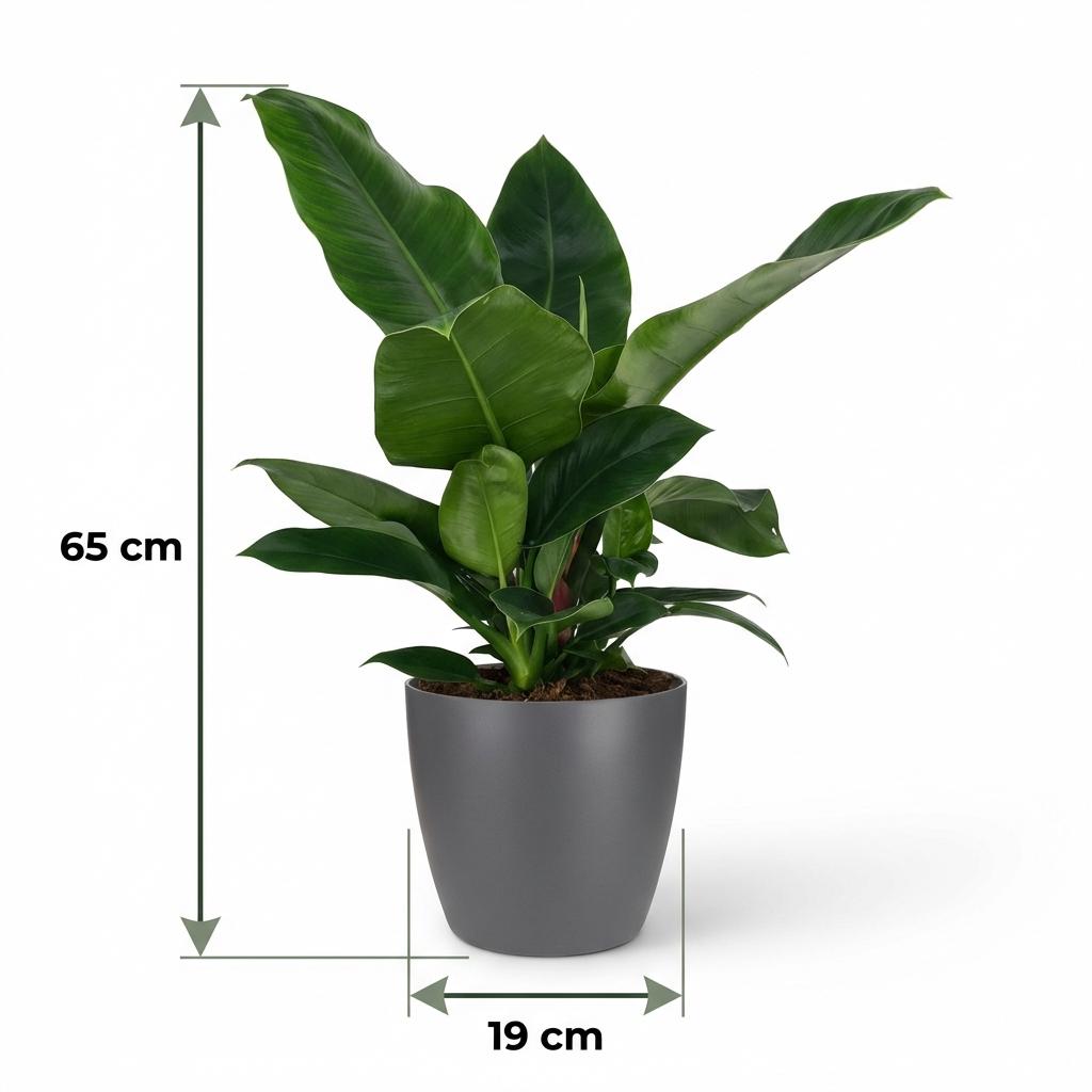 Kamerplant - Philodendron - Philodendron Imperial Green - Groen - Weinig onderhoud - 1 Plant - met Potter Grijs - Pot 19cm - Hoogte 65cm