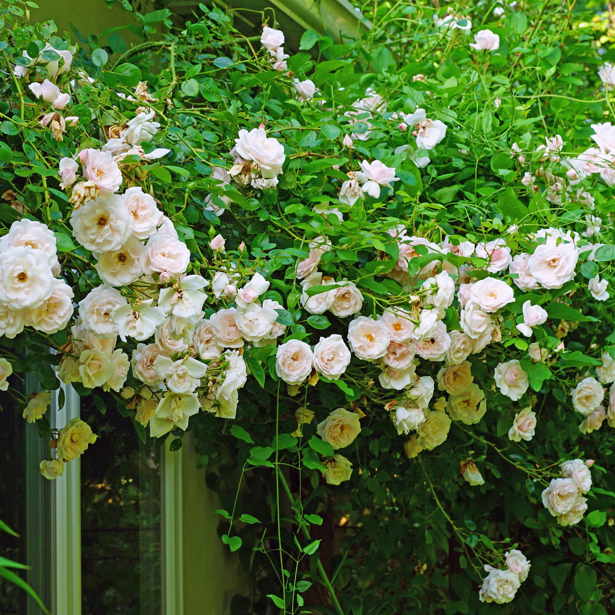 Klimroos - Rosa New Dawn - Bloem Licht roze - Weinig onderhoud - 2 planten - Pot 11cm Hoogte 40cm