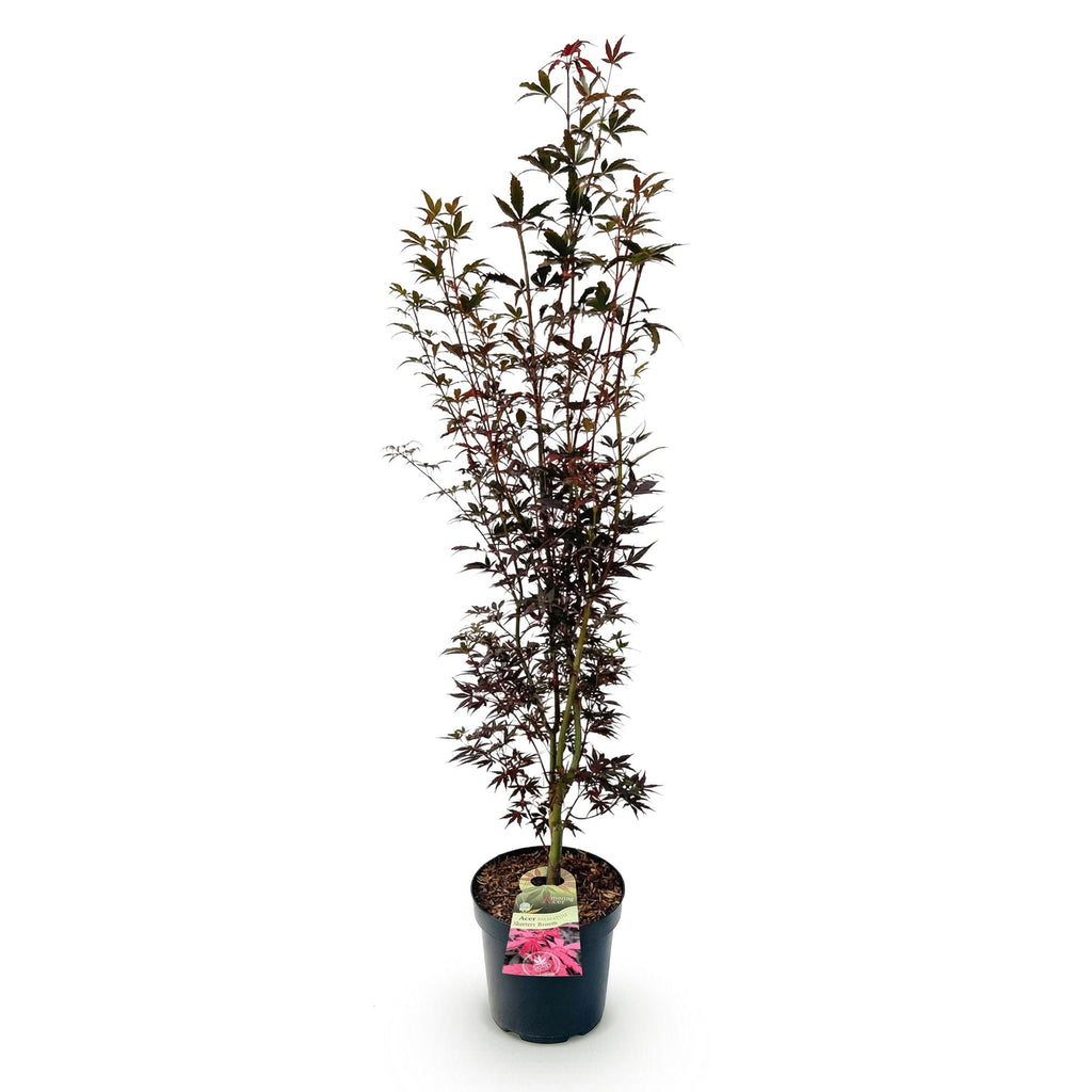 Tuinplant - Acer palmatum Skeeters Broom - Japanse Esdoorn - Bladverliezend - Rood - 1 - Pot 26cm - Hoogte 90cm