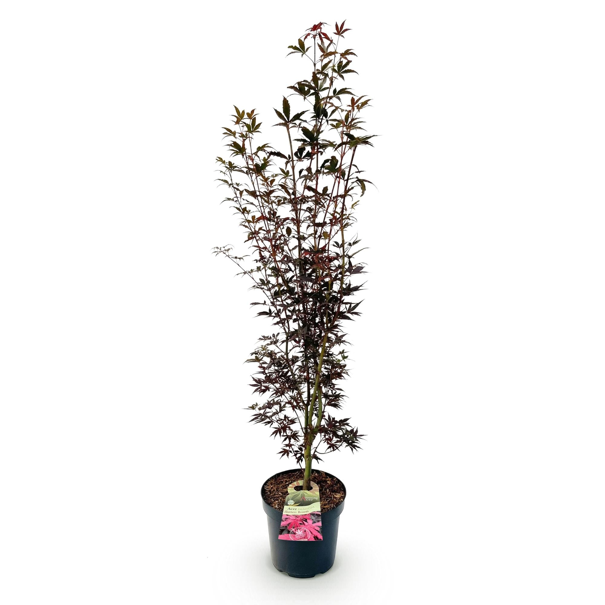 Tuinplant - Acer palmatum Skeeters Broom - Japanse Esdoorn - Bladverliezend - Rood - 1 - Pot 26cm - Hoogte 90cm