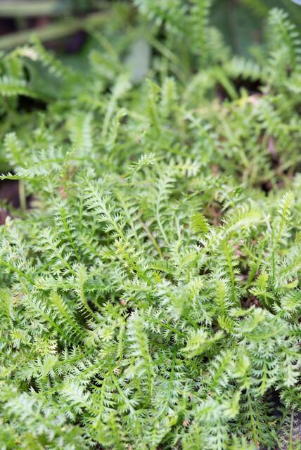 24x Leptinella squalida - ↕10-25cm - Ø9cm