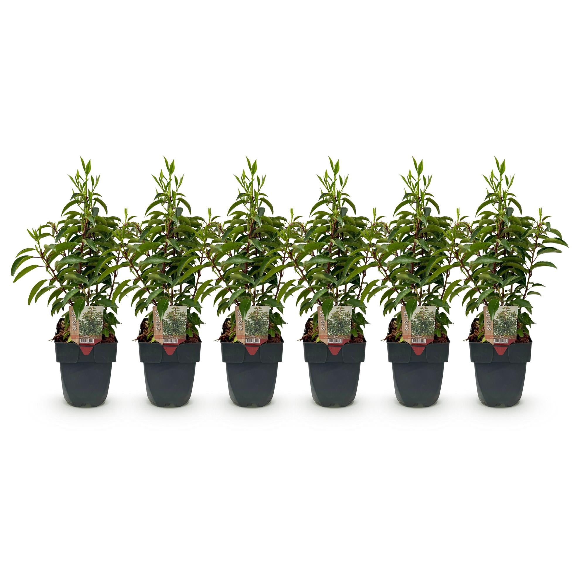 Haagplanten - Prunus lusitanica Angustifolia - blad groen - 6 planten - 1 strekkende meter - groenblijvend - pot 17cm hoogte 50cm